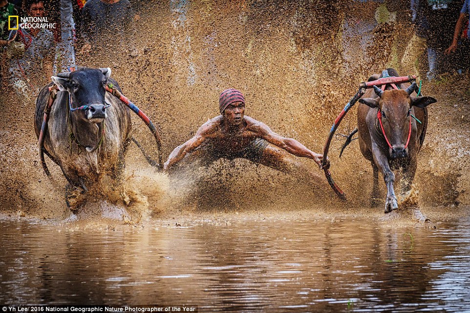 Pacu Jawi Curi Perhatian Juri Kontes Foto National Geographic 2016